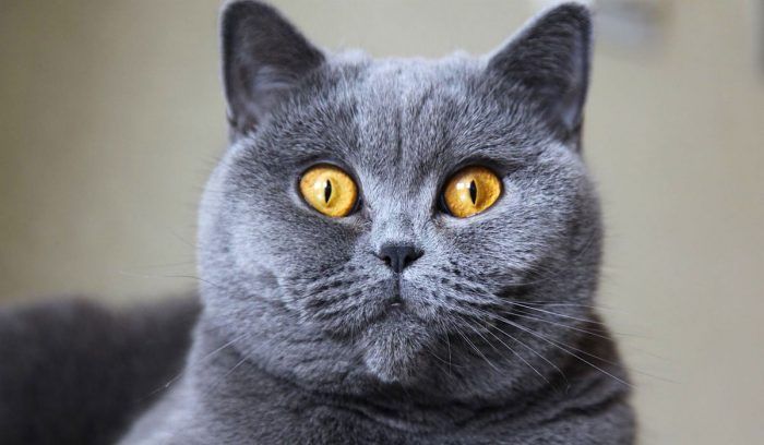 Большеглазый серый кот
