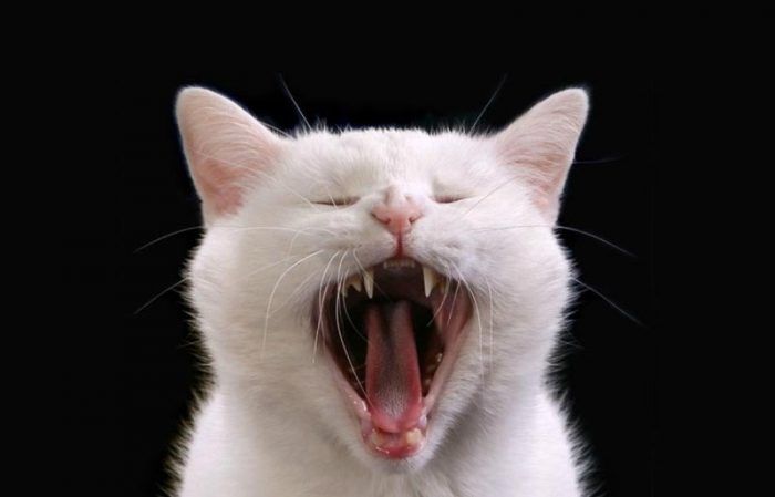 Белый кот зевает