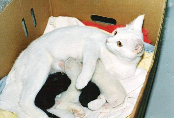 Белая кошка и её котята