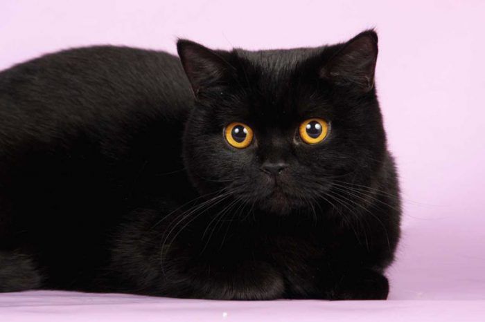 Кошка черного цвета