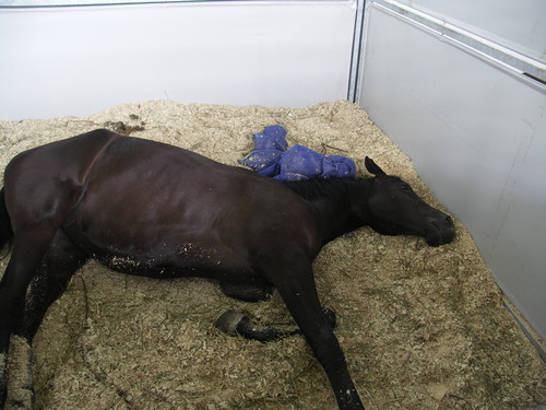 Лошади как спят стоя или лежа фото