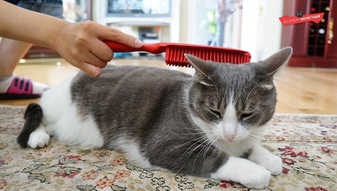 17 Grooming Tips For British Shorthairs