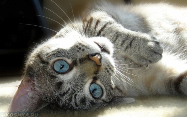 Голубоглазая беременная кошка
