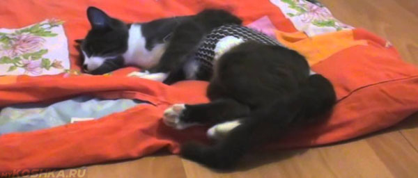 Кот отходит после наркоза лежа на одеяле