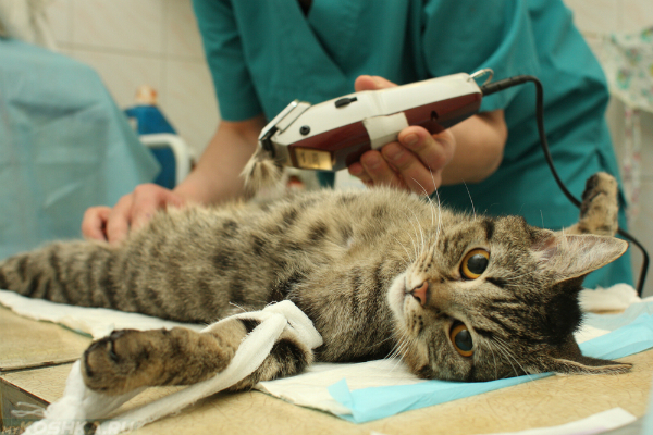 Кота готовят к операции по кастрации