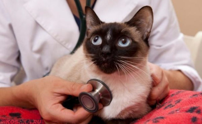 Осмотр ветеринаром беременной кошки