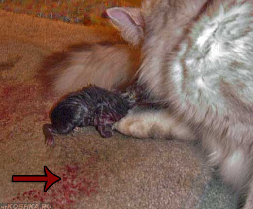 Кровавые выделения у кошки при родах