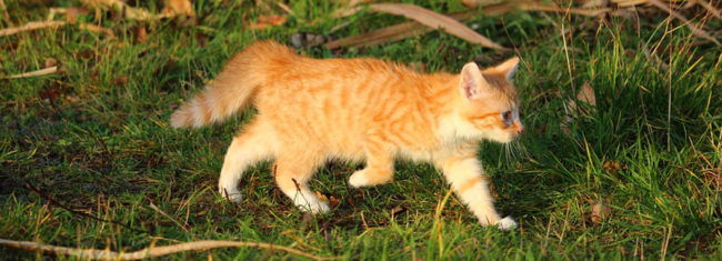 Рыженькая молодая репродуктивная кошка