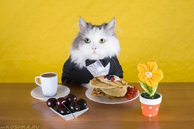 Кот в пиджаке сидит за столом с блинами и чашкой кофе