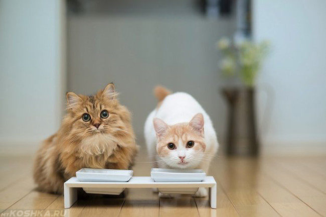 Котёнок и кот сидят возле белых мисок