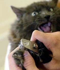 Агрессивная кошка при подстригании когтей