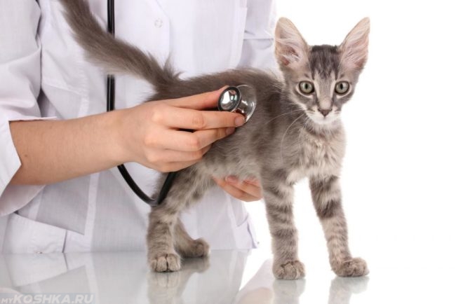 Серый котёнок на обследовании у ветеринара