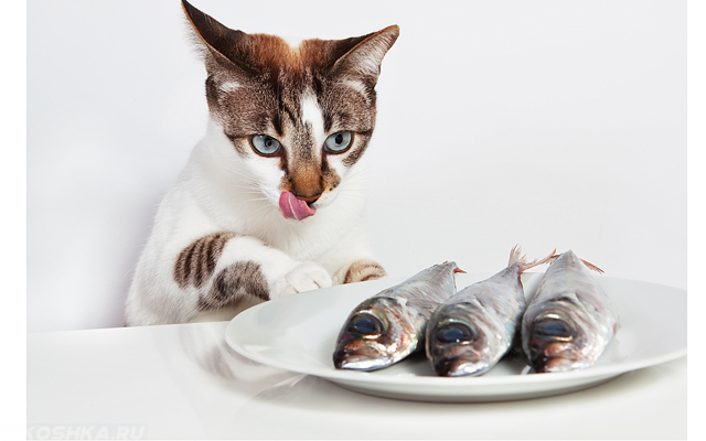 Кошка хочет съесть рыбу с тарелки