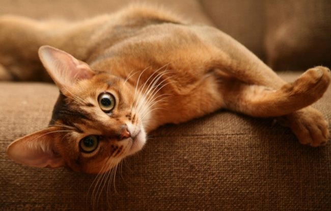 Кошка породы абиссинец лежит на коричневом диване