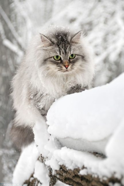 Серая пушистая кошка идёт по снегу при сильной отрицательной температуре