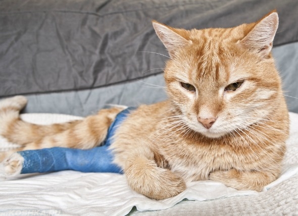 Кот с пораненной лапой лежит сурово на одеяле