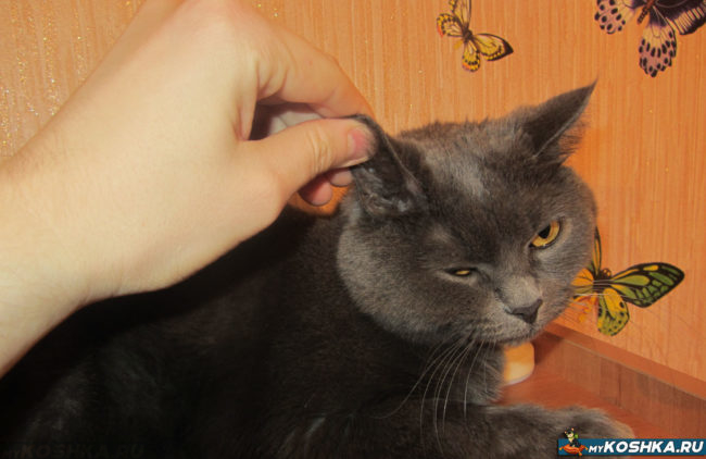 Хозяин воспитывает кота дергая его за ухо