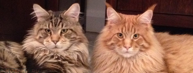Коты родственники оба страдают мочекаменной болезнью