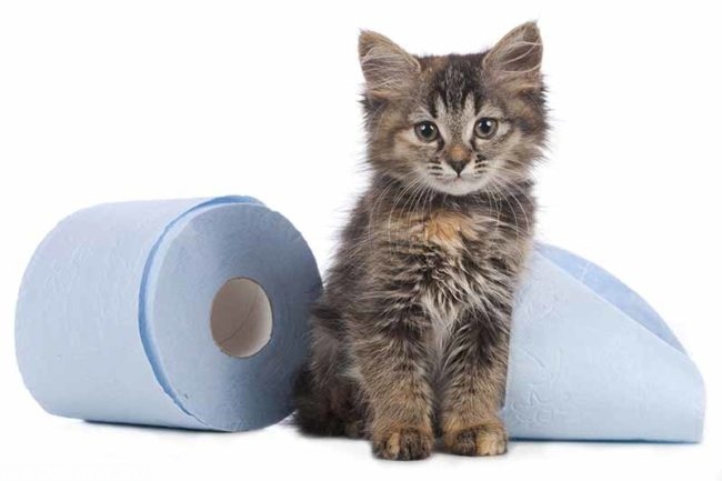 Котёнок рядом с туалетной бумагой
