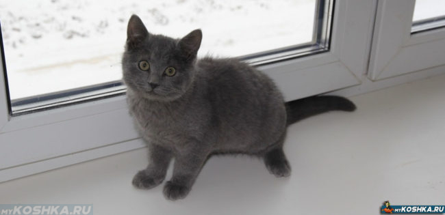 Серый британский котёнок