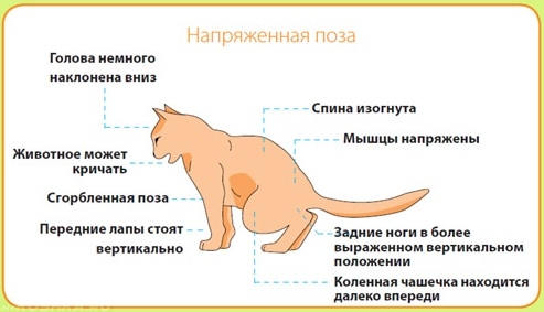 Симптомы мочекаменной болезни у кошки
