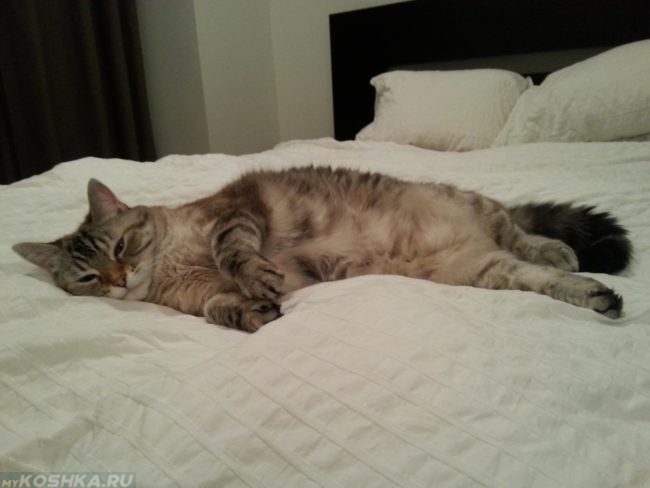 Серая пушистая кошка засыпает на белом одеяле в комнате хозяина