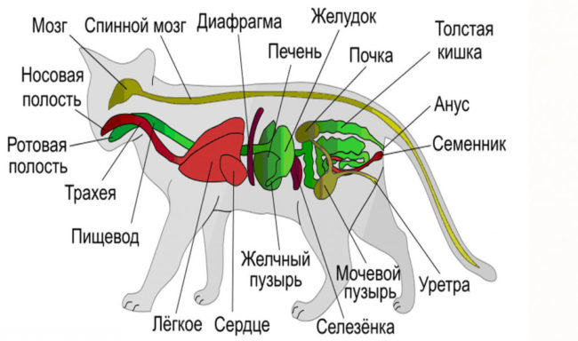 Внутренние органы кота на схеме