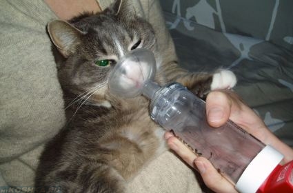 Приступ астмы у кошки