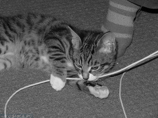 Котёнок грызёт электрические провода