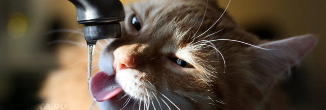 Кошка пьёт воду из под крана