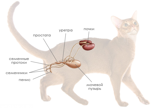 Мочеполовая система у кота