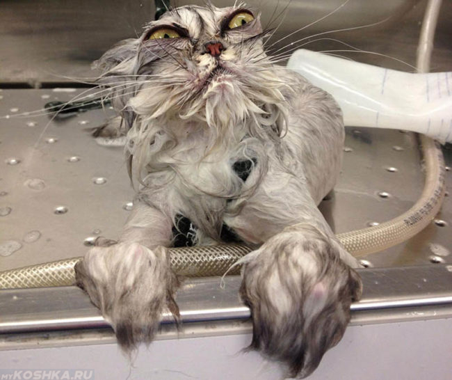 Мокрый кот после купания