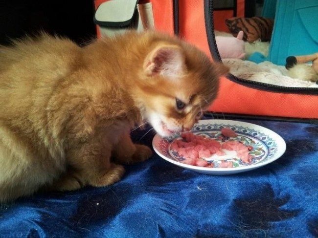 Рыжий пушистый котенок и миска с домашней пищей