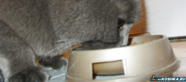 Кошка ест с аппетитом сухой корм