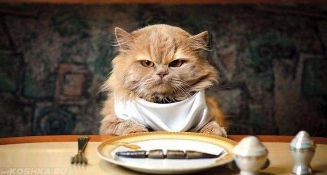 Рыжий кот с платком за столом перед тарелкой с рыбой