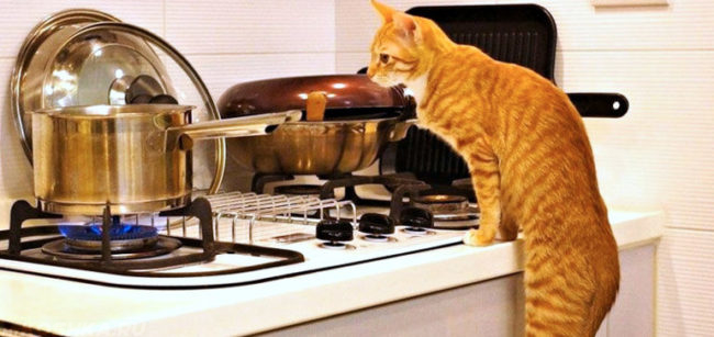 Рыжий кот смотрящий на приготовление пищи