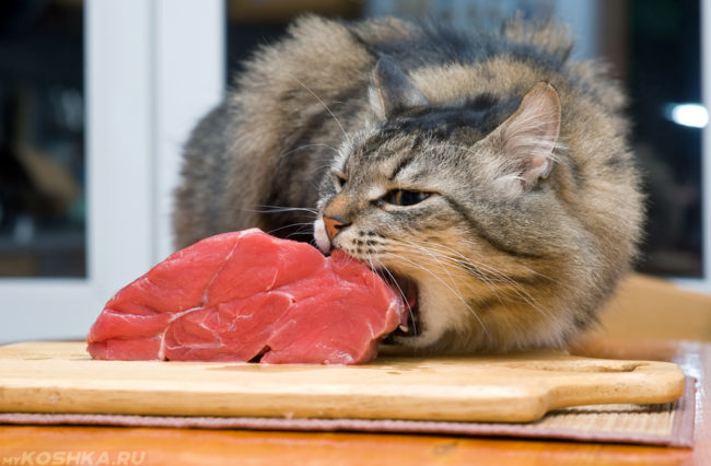 Пушистый кот и большой кусок мяса на доске