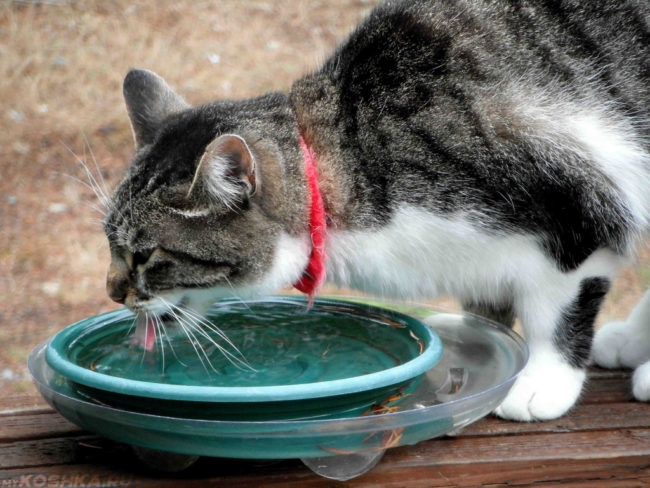 Кошка с красным ошейником и миска с водой