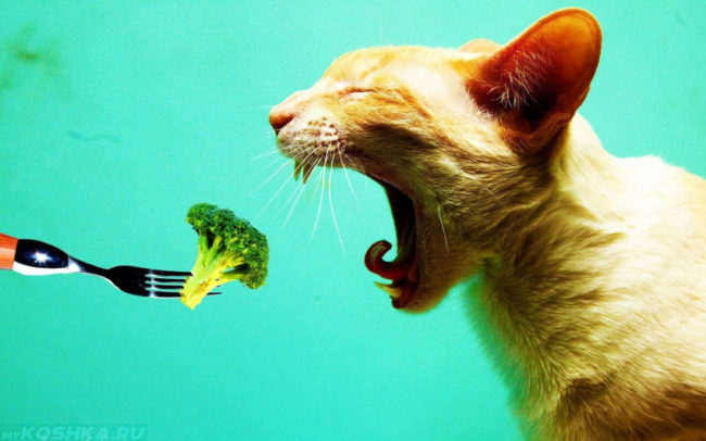 Рыжий кот с открытым ртом и брокколи на вилке 