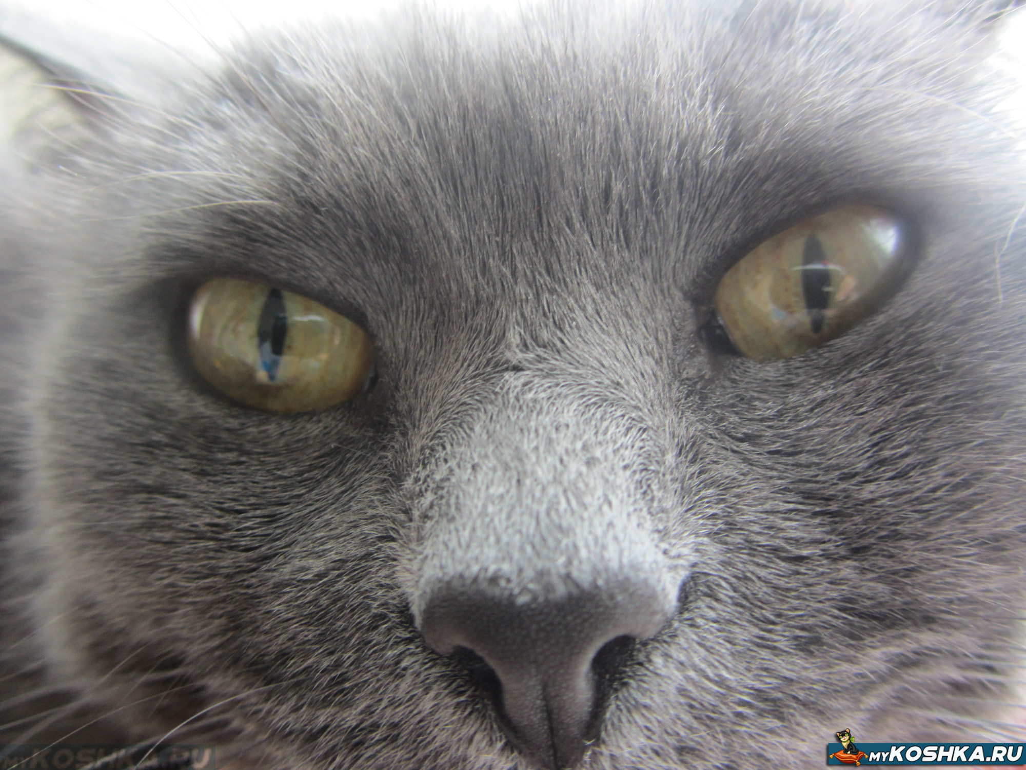 Кошка ест нос. Нос кошки. Носик у серого кота. Серый нос.