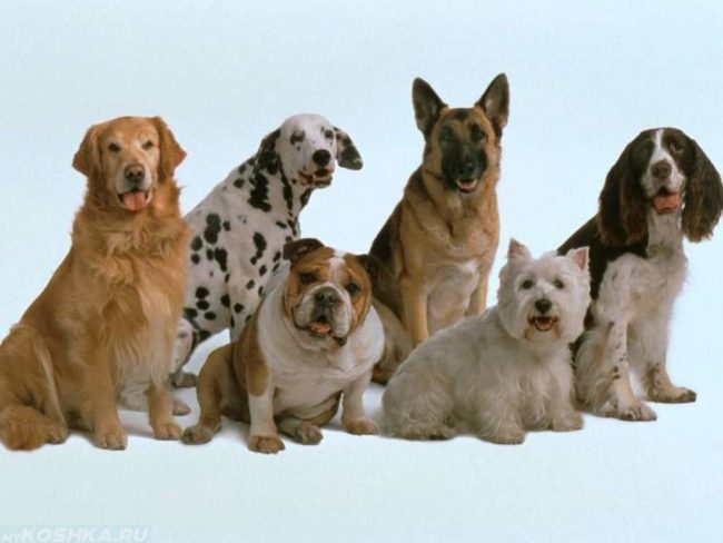 Разные породы собак на голубом фоне