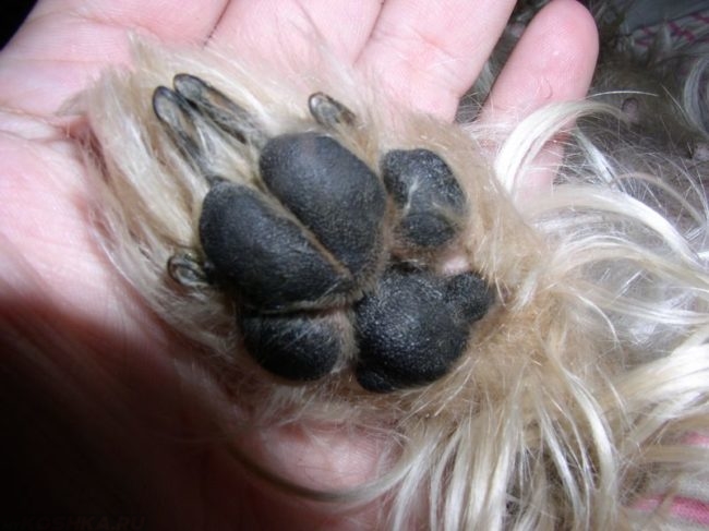 Подушечки пальцев у собаки