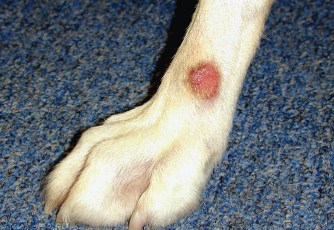 Акральный дерматит у собаки на лапе