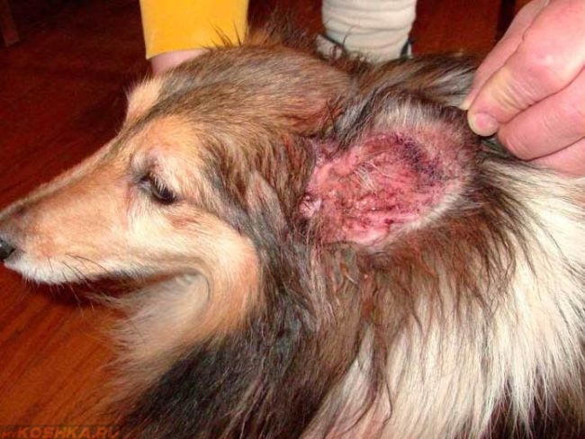 Малассезионный дерматит у собаки