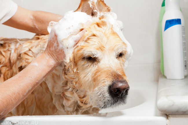 Мытьё собаки шампунем в ванной