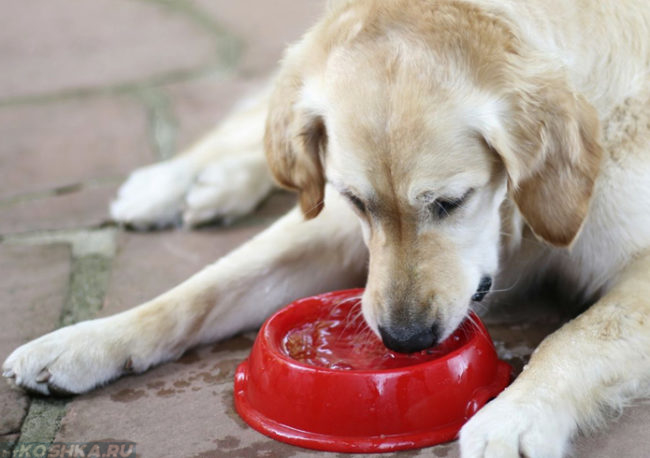 Собака и красная миска с водой