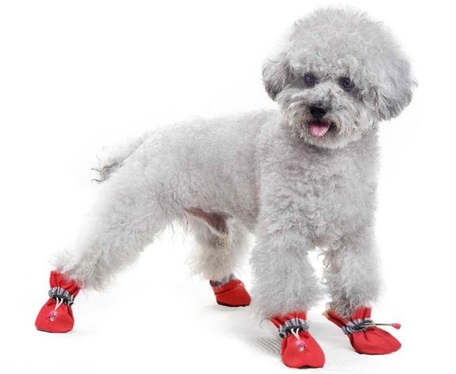Собака в обуви красного цвета
