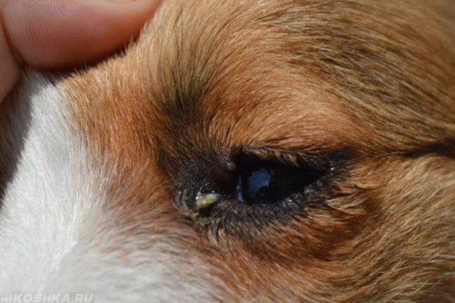 Выделения из глаз собаки