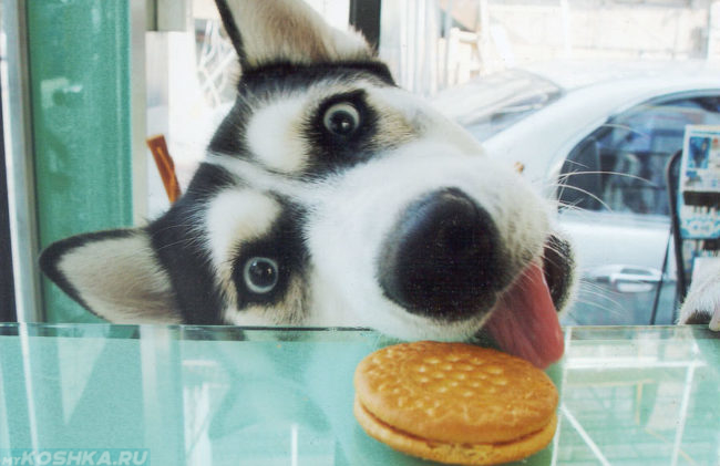 Собака крадущая печенье со стола