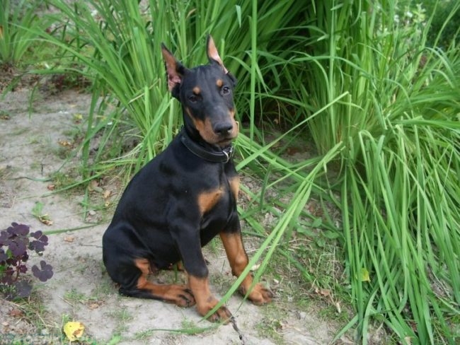 Собака сидящая на земле у травы